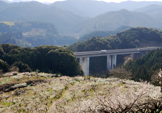 標籤画像 熊本フリー写真無料写真の キロクマ