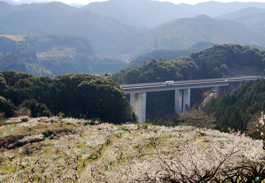 人吉梅園の梅