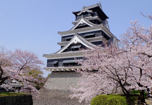 熊本城と桜　2015年　無料画像