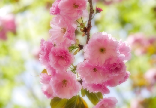 花々と植物 Flowers and plants