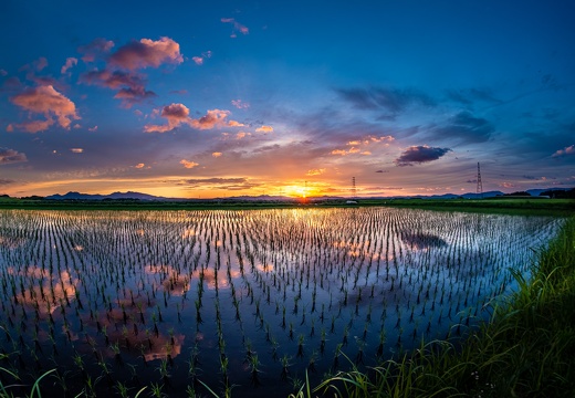 水田に映る夕日